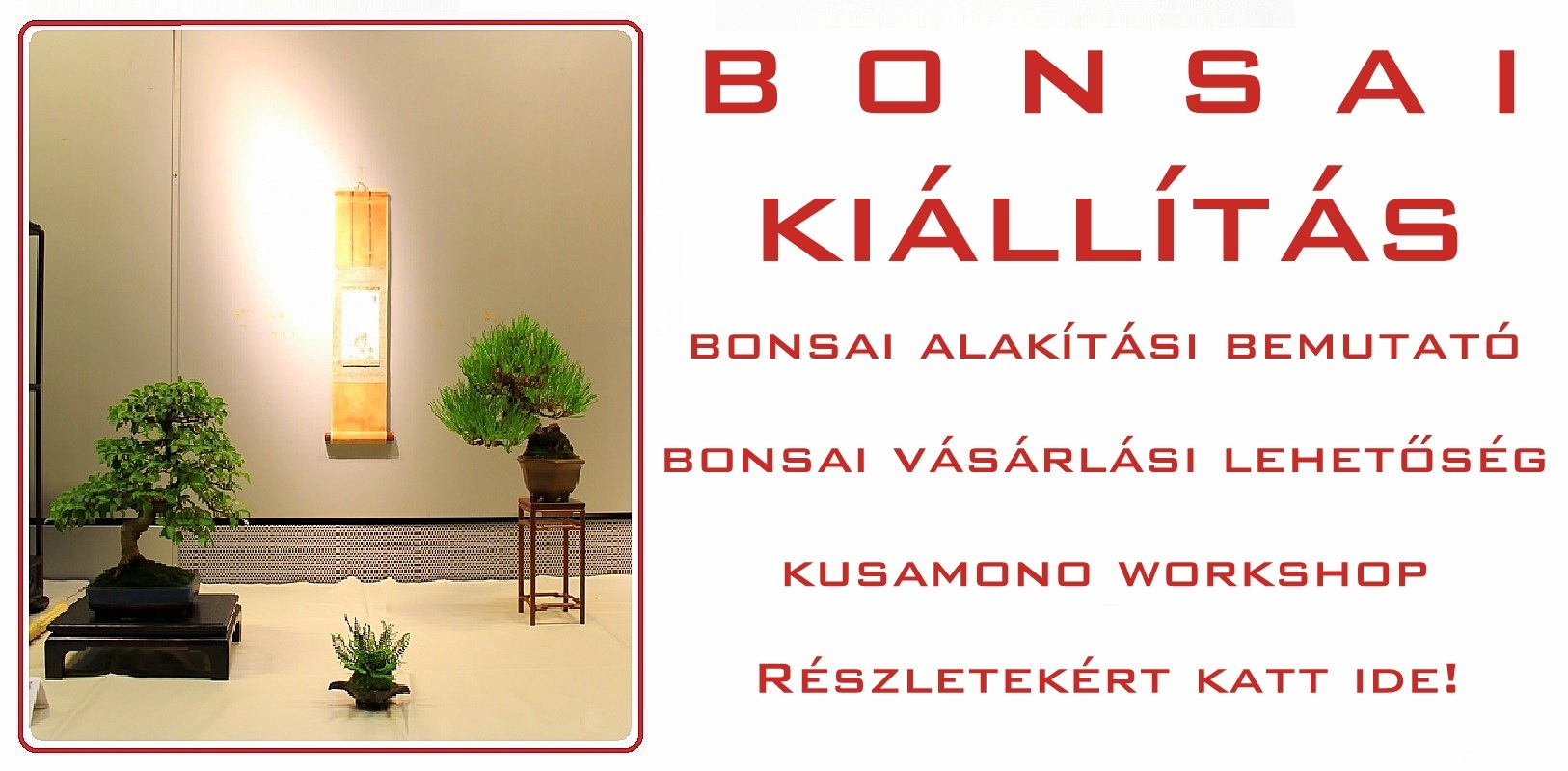 bonsai kiallitas a fovarosi allat es novenykert barlangtermeben